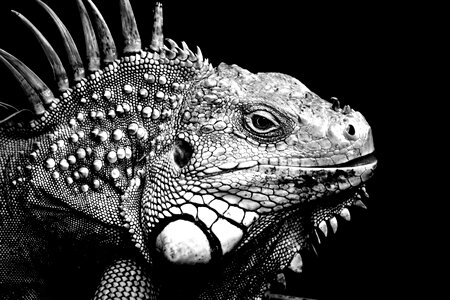 Animal reptile large