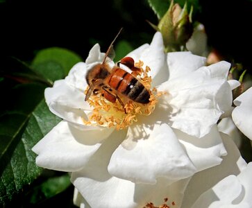 Flower rose nature