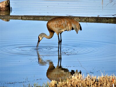 Sandhill crane standing in water blue eating