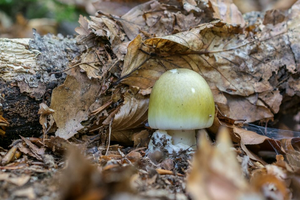 Forest toxic undergrowth