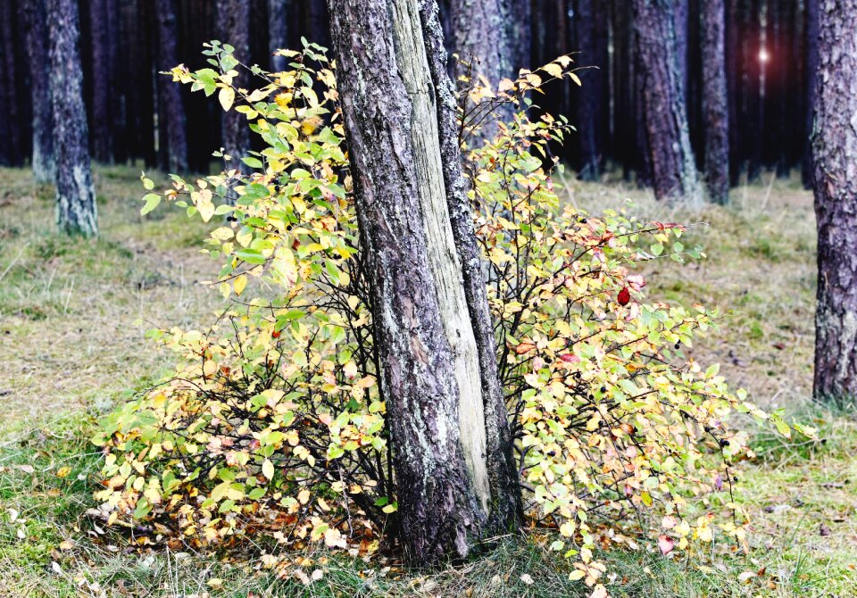 Yellow bush forest leaves
