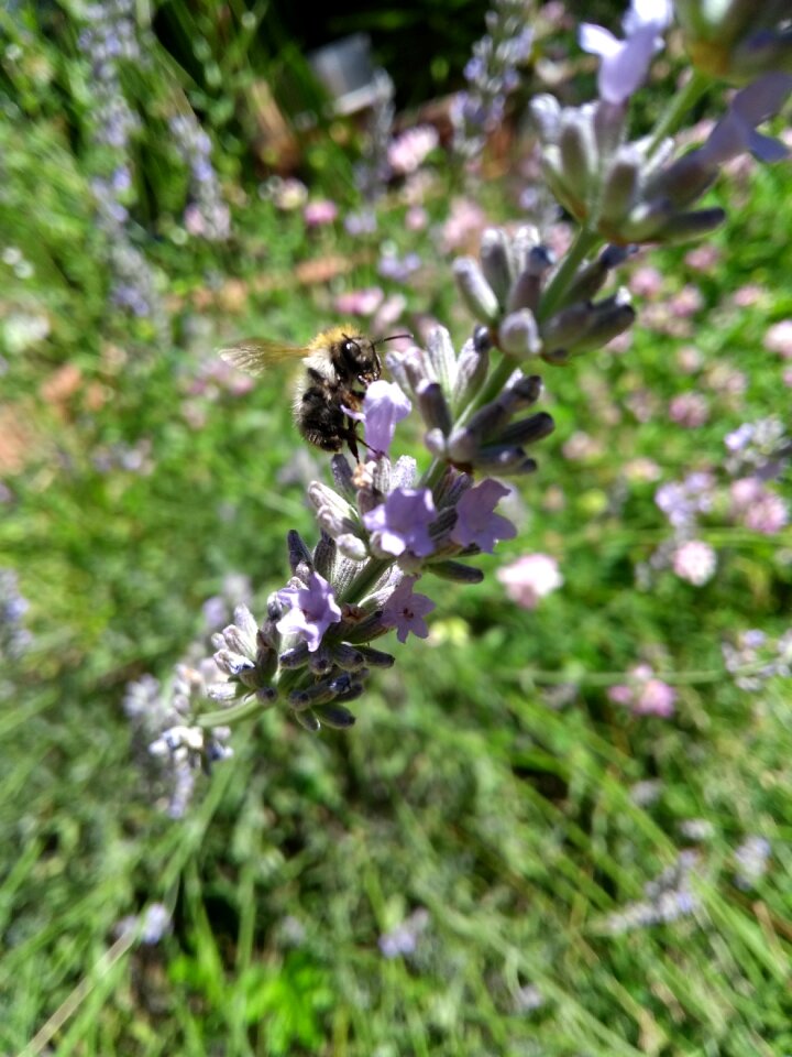 Close up summer spring