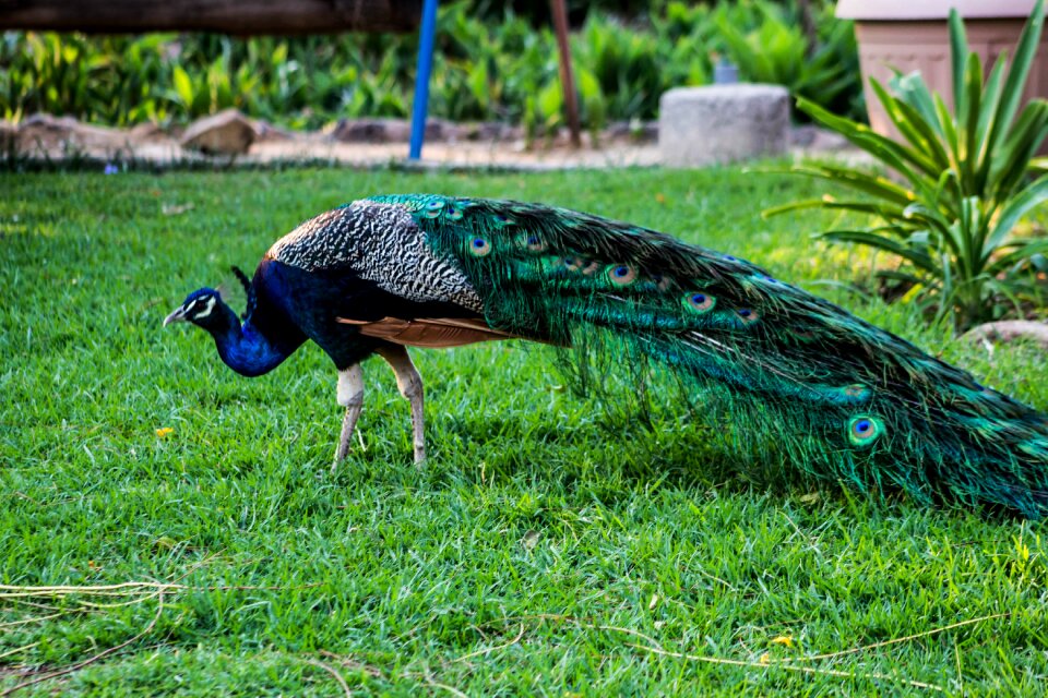 Colorful feathers animals