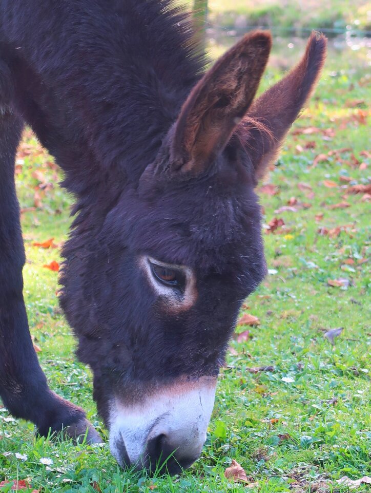 Mule beast of burden farm animal