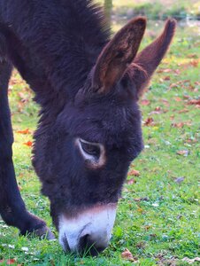 Mule beast of burden farm animal