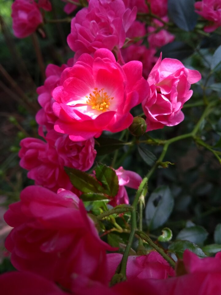 Garden flower bloom