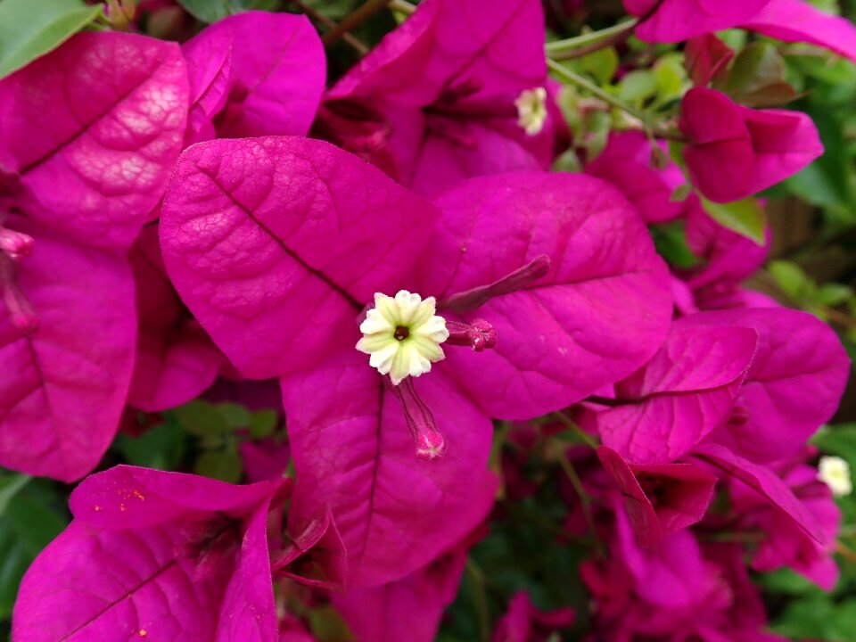 Climber garden nature