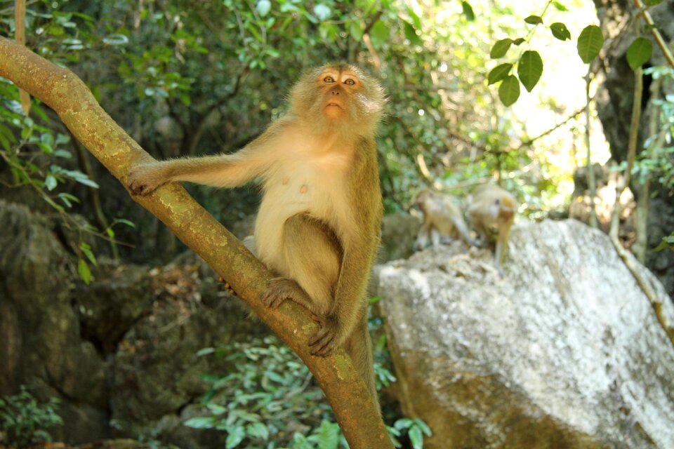 Animal animal world forest