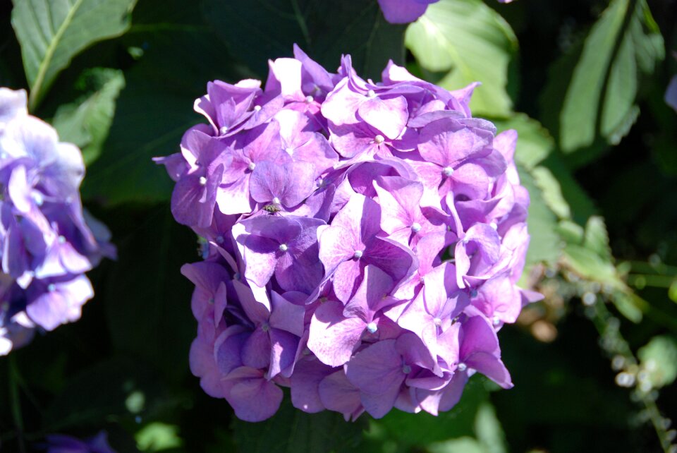 Bloom flora summer