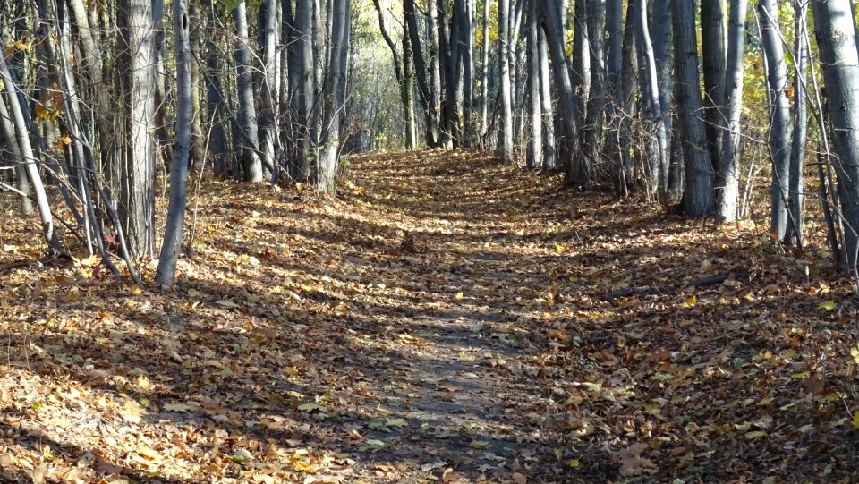 Forest foliage color photo