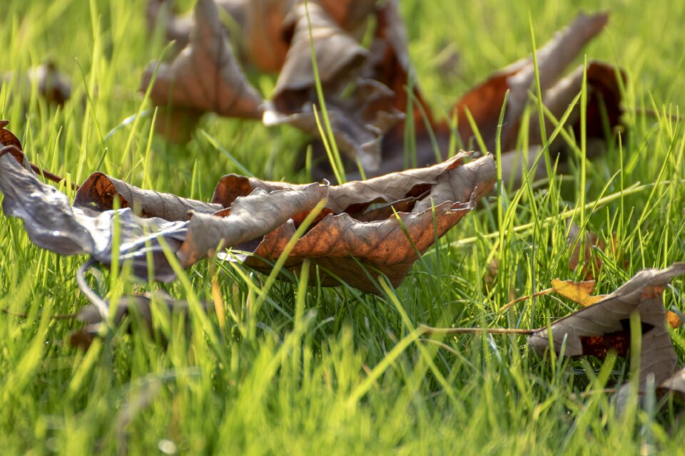 Green nature meadow