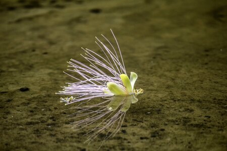 Flower in the water flower agua