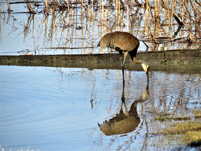 Sandhill crane in the water sandhill crane eating