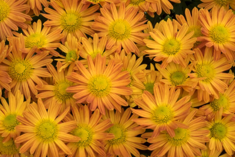 Flowers yellow sunny