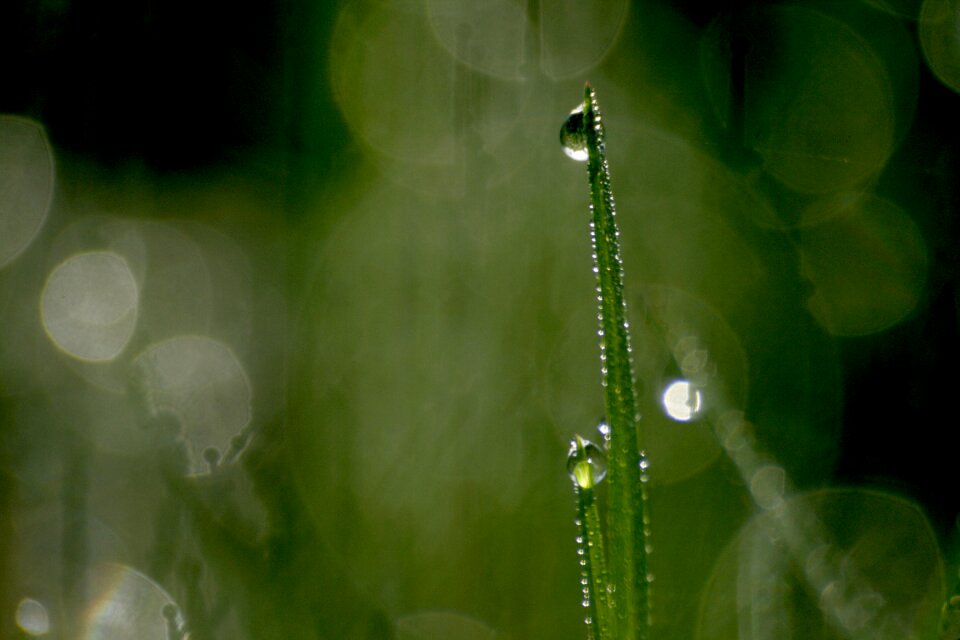 Morning droplets drip
