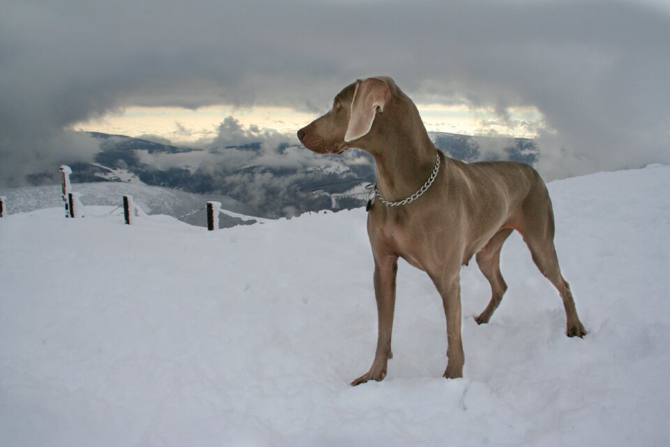 Grey dog mountain weimaraner