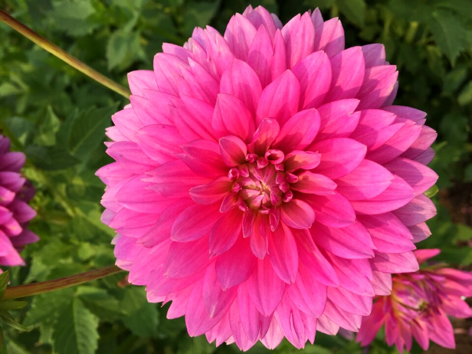 Blossom flora summer