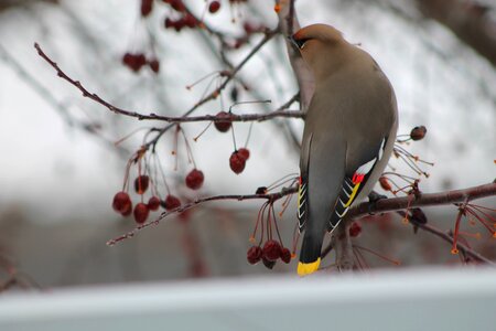 Color plumage pen
