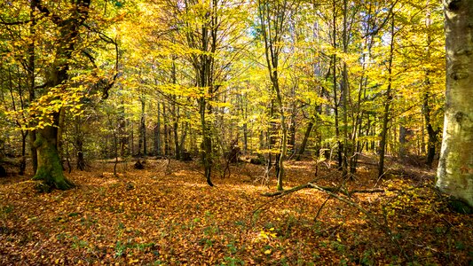Nature forest autumn