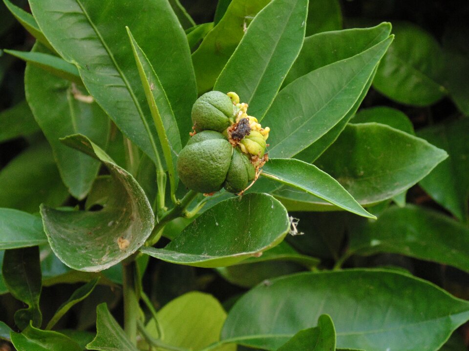 Fruit exotic natural