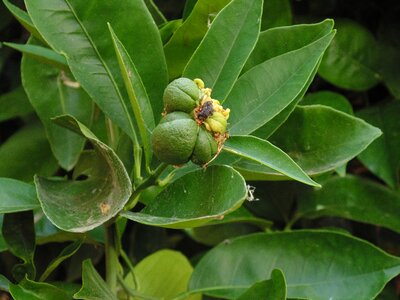 Fruit exotic natural