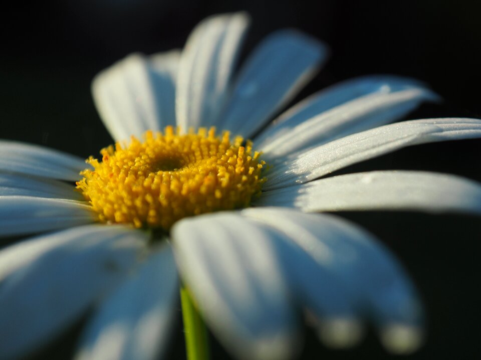 Flowers daisies summer