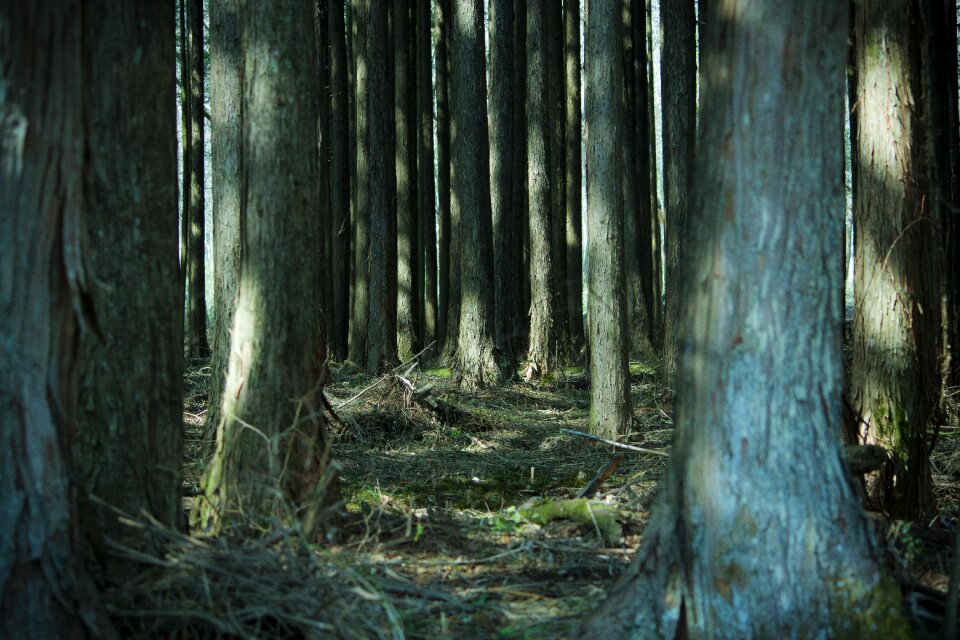 Wood sunbeams natural