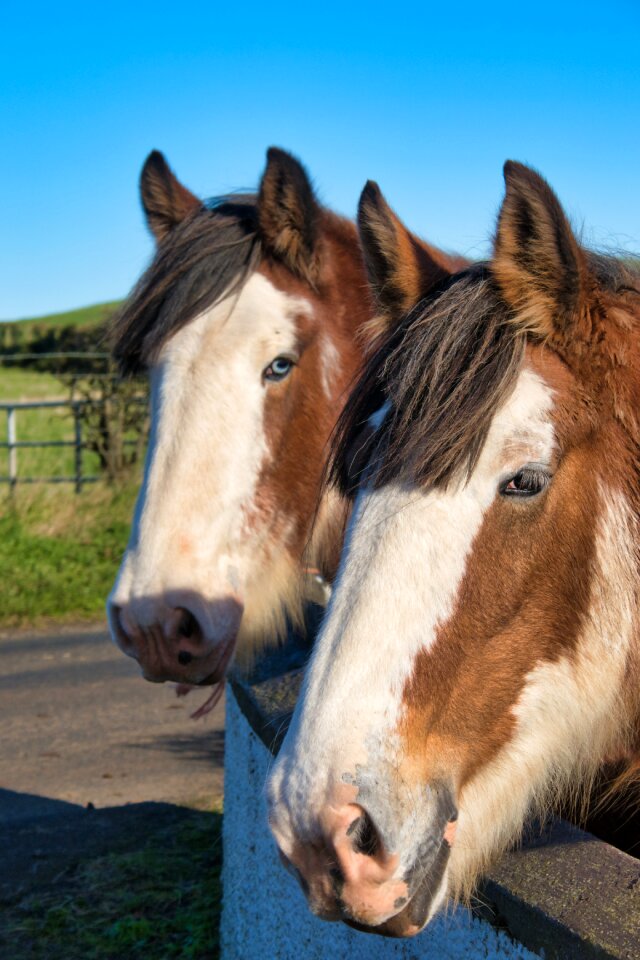 Horses horse heads sky