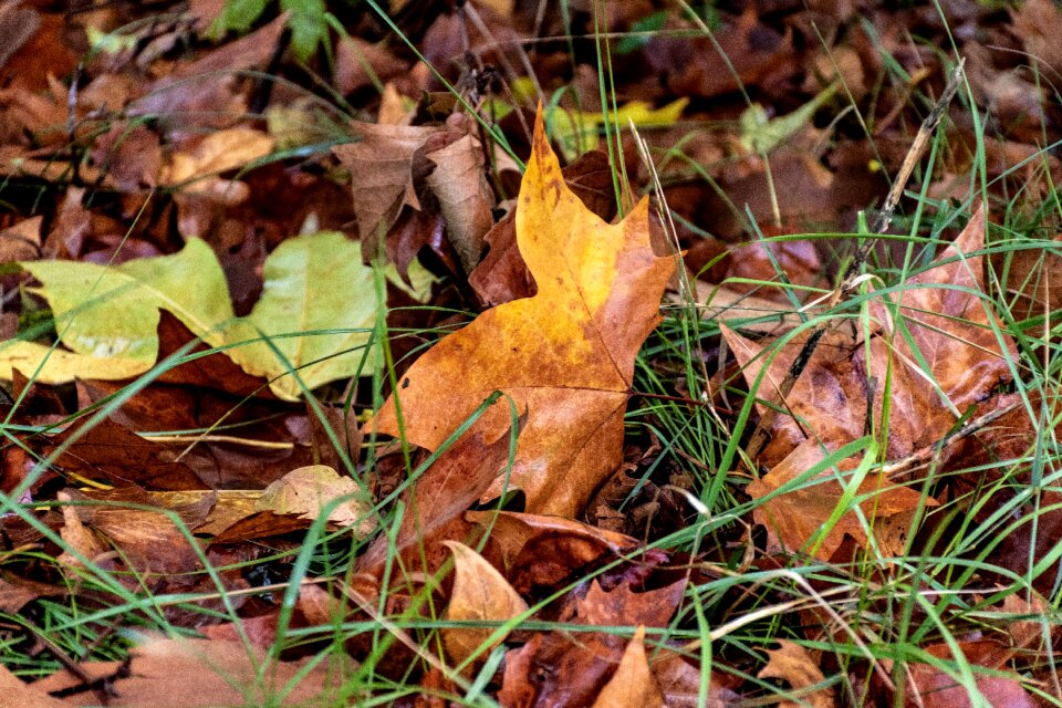 Fall autumn seasonal photo