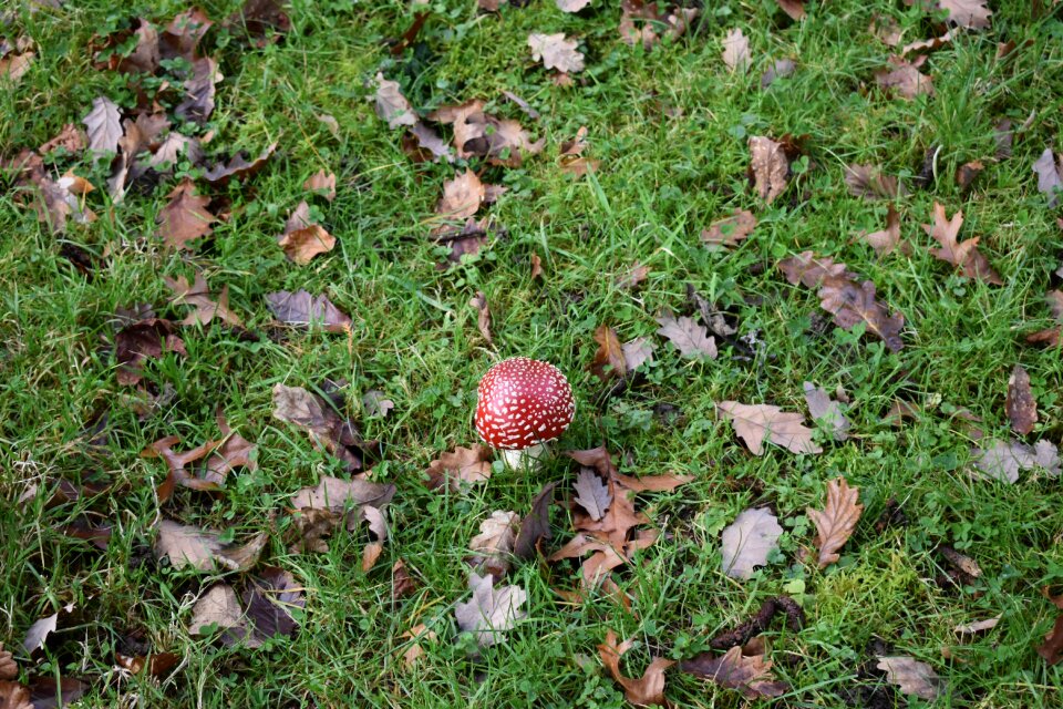 Nature mushrooms autumn