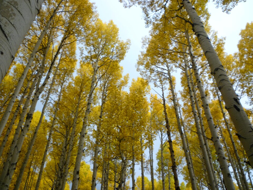 Flagstaff leaves beautiful