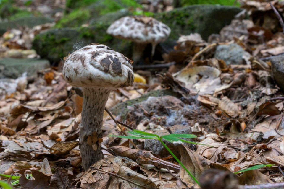 Nature spotted fungus