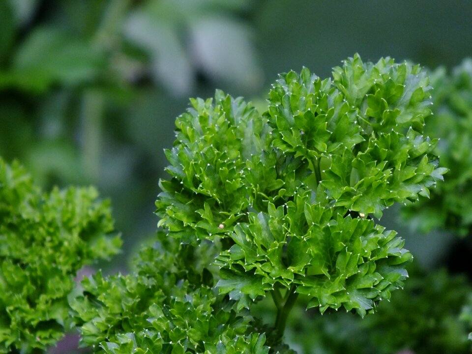 Nature healthy eat