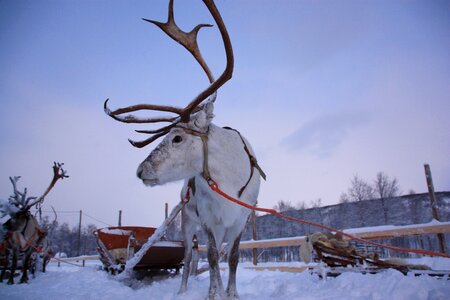 Lapland snow rennes photo