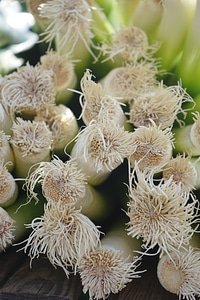 Allium ampeloprasum allium porrum broadband leek