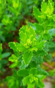 Macro green bush
