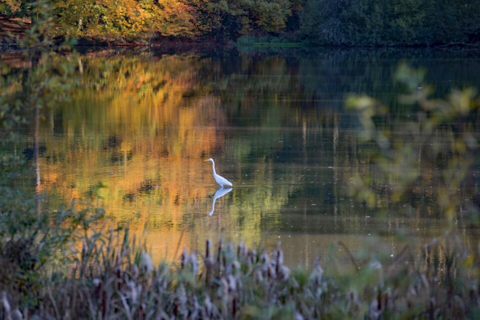 Birds colors fauna