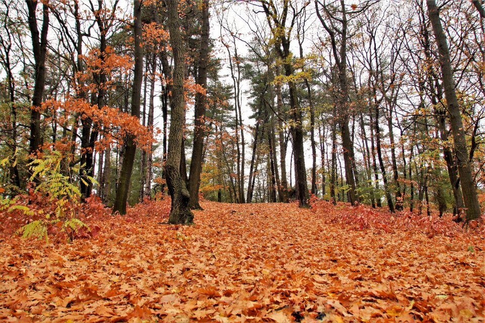 Leaves deciduous colored