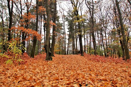 Leaves deciduous colored