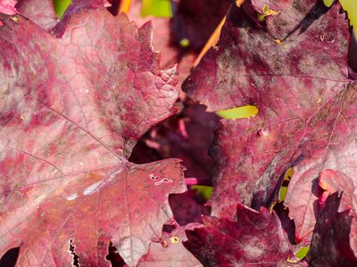 Red burgundy leaves photo