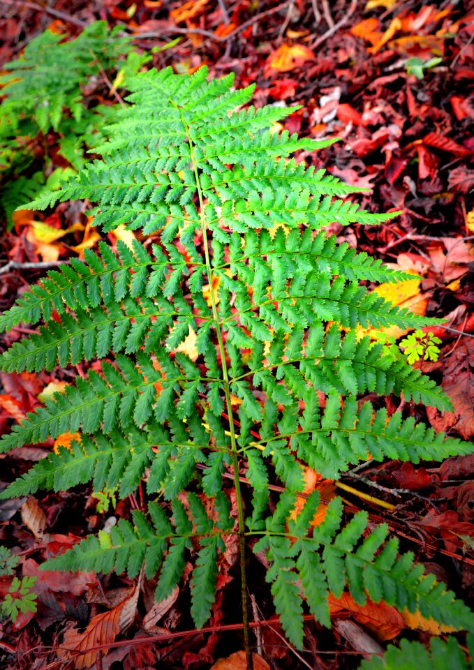 Leaves autumn autumn colours