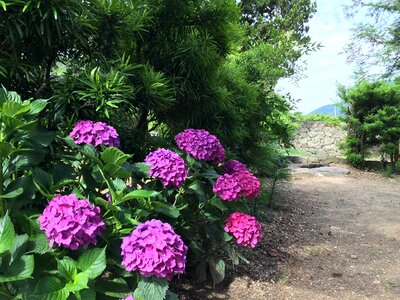 Flowers views hydrangea