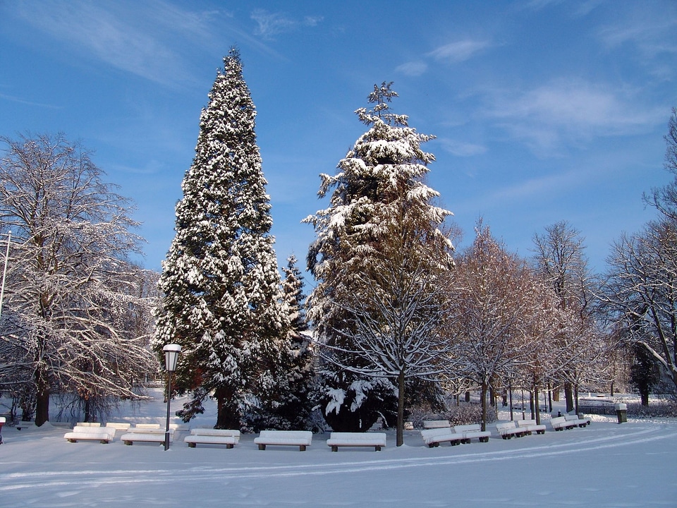 Landscape tree trees