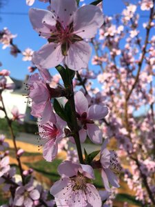 Fruit tree plum