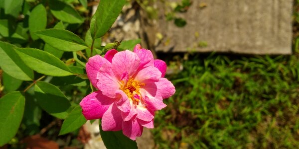 Nature evergreen