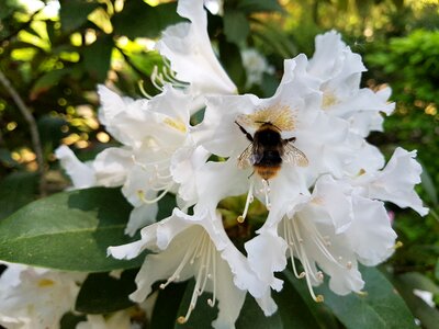 Bloom hummel green photo