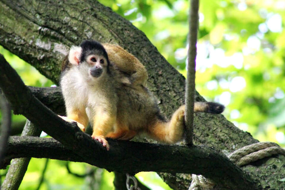 Tree nature zoo