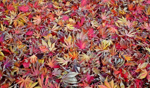 Autumn colorful red