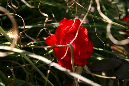 Bloom grass dry