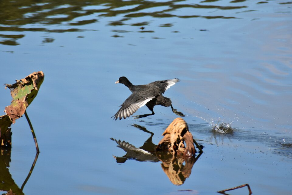 Bird wild birds waterfowl